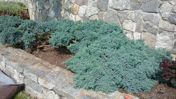 Blue Star Juniper - Live Plants - Juniperus Squamata - Low Maintenance Evergreen Groundcover