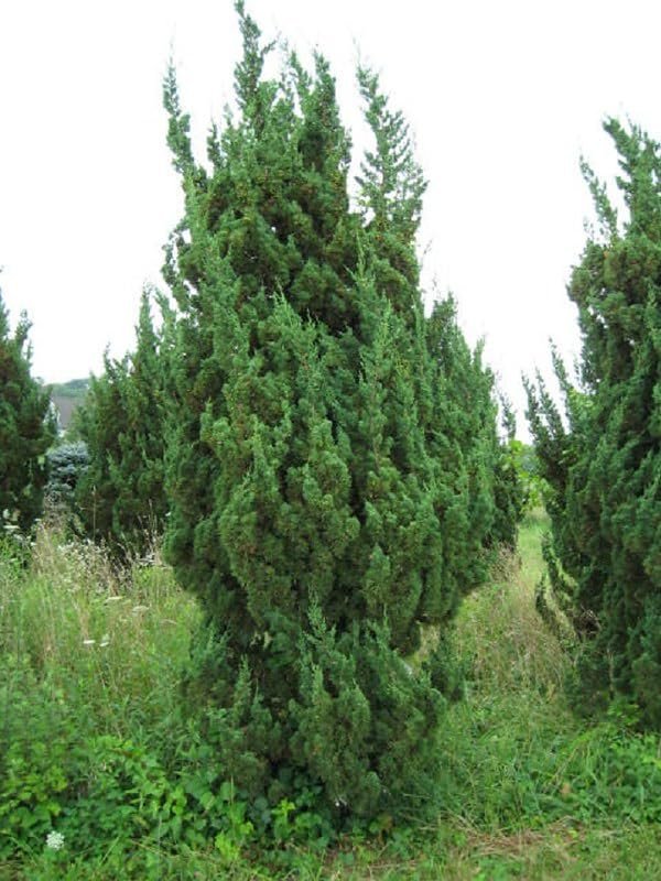 Robusta Green Juniper | Extra Large Gallon Plant | Hardy Evergreen Shrub for Landscapes & Gardens, Ideal for Ground Cover, Topiary, Bonsai, Low Maintenance, Drought Tolerant