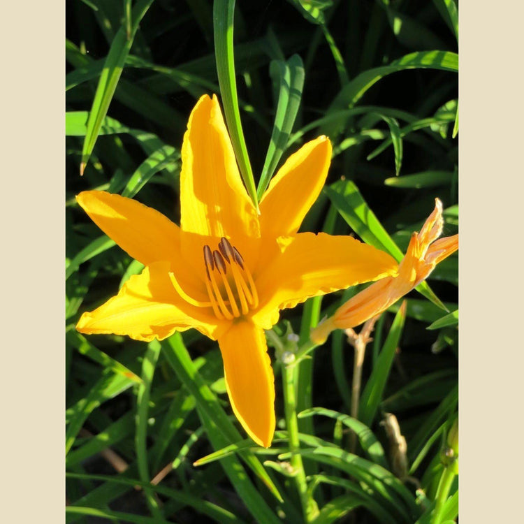 Daylily 'Aztec Gold' - Live Plants - Hemerocallis Blooming Ground Cover Ornamental Foliage