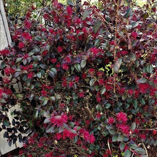 Loropetalum Red Chocolate | Extra Large 3 Gallon Plants | Loropetalum Chinense | Garden Showpiece | Year-Round Color