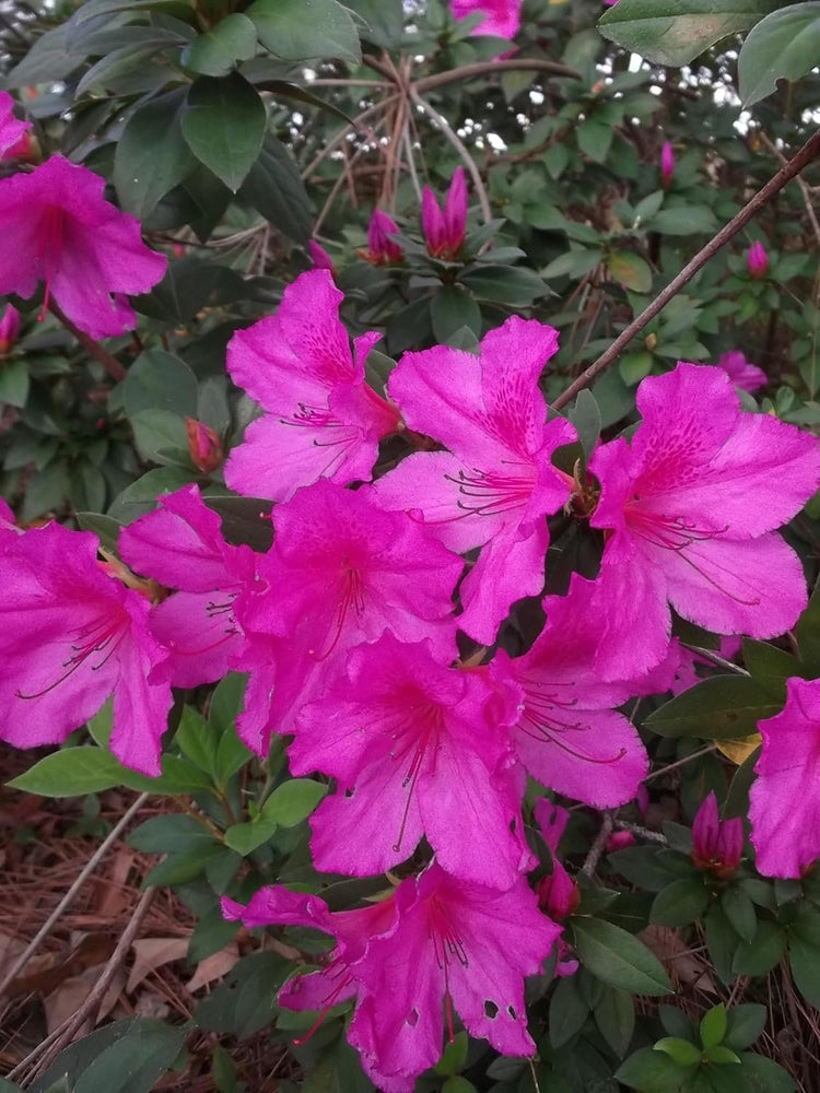 Purple Formosa Azalea | Live Plants | Rhododendron Formosum | Lush Flowering Shrub | Hardy Garden Landscape Accent | Vibrant Spring Blooms