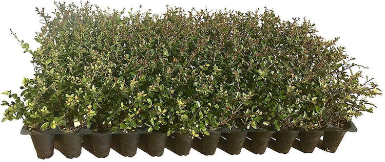 Dwarf Yaupon Holly | Ilex Schilling Stokes Vomitoria | Live Plants | Drought Tolerant Low Maintenance Evergreen Hedge