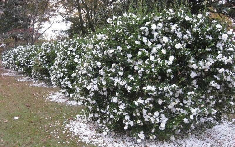 Camellia Sasanqua Mine-No-Yuki I Extra Large Gallon Plants I White Flowering Snow-White Blooms, Live Plant for Gardens & Landscapes, Winter Blooming Elegance for Year-Round Greenery