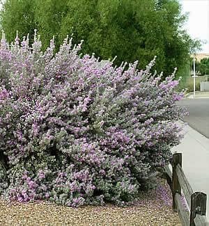 Texas Sage | Extra Large 3 Gallon Plants | Leucophyllum frutescens | Drought Tolerant | Low Maintenance Landscaping