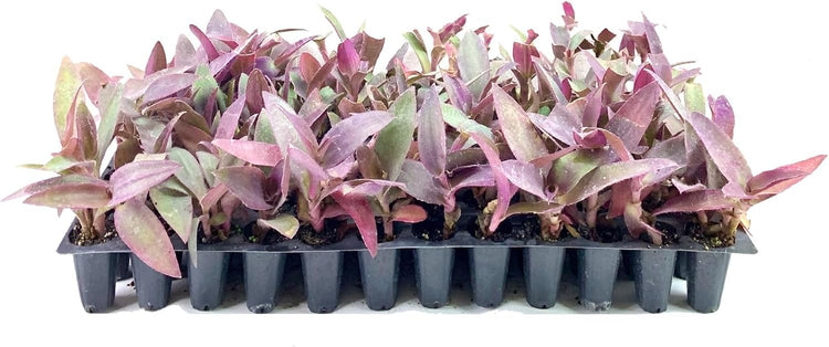 Purple Queen Tradescantia Setcresea I Live Plants I Spiderwort | Lush Magenta Foliage for Striking Garden Contrast, Ideal for Ground Cover, Borders, & Containers