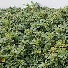 Pittosporum Green | Extra Large 3 Gallon Plants | Pittosporum Tobira | Lush Privacy Hedge | Easy-Care Landscape