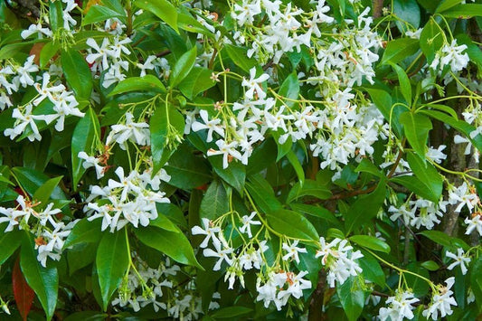 Star Jasmine | Extra Large 3 Gallon Plants | Trachelospermum Jasminoides | Fragrant Climbing Vine | Ideal for Trellises and Arbors