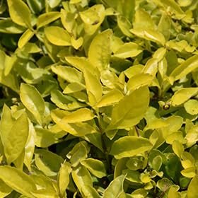 Duranta Gold Mound | Extra Large Gallon Plant | Duranta Erecta 'Gold Mound' | Vibrant Foliage | Landscape Accent