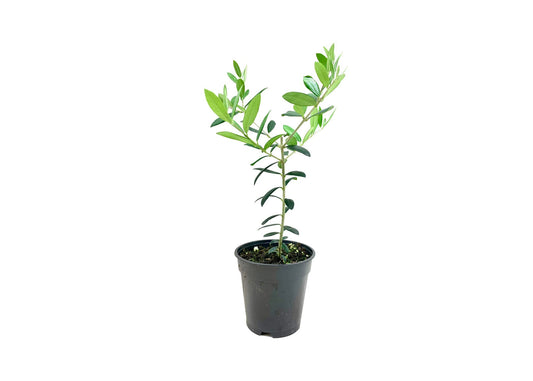 Arbequina Olive Tree | Live Inch Pots | Grow Your Own Olives Indoors