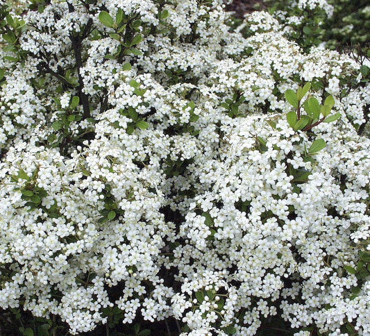 Viburnum Densa | Extra Large 3 Gallon Plant | Viburnum Odoratissimum 'Densa' | Lush Landscape Addition | Hardy Shrub