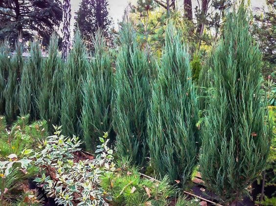 Blue Arrow Juniper | Extra Large Gallon Plant | Juniperus Scopulorum | Privacy Hedge | Upright Conifer | Durable Outdoor Plant | Landscape Enhancement