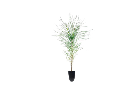 Virginia Pine | Live Trees | Scrub Spruce Pine | Pinus Virginiana | Unique Evergreen Specimen Planting