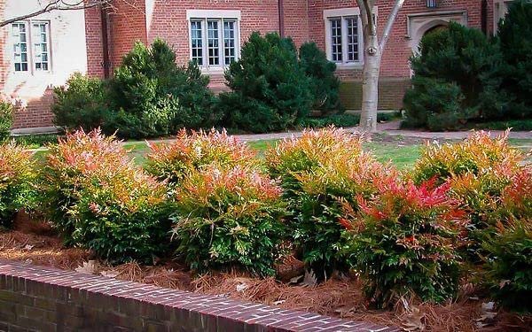 Nandina Gulf Stream Heavenly Bamboo | Large Gallon Size Plants | Compact Colorful Ornamental Shrub