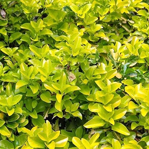 Gold Mound Duranta I Live Plants I Duranta Erecta Repens I Vibrant Yellow-Green Foliage for Stunning Landscape Contrast, Perfect for Borders, Accents, & Container Gardening