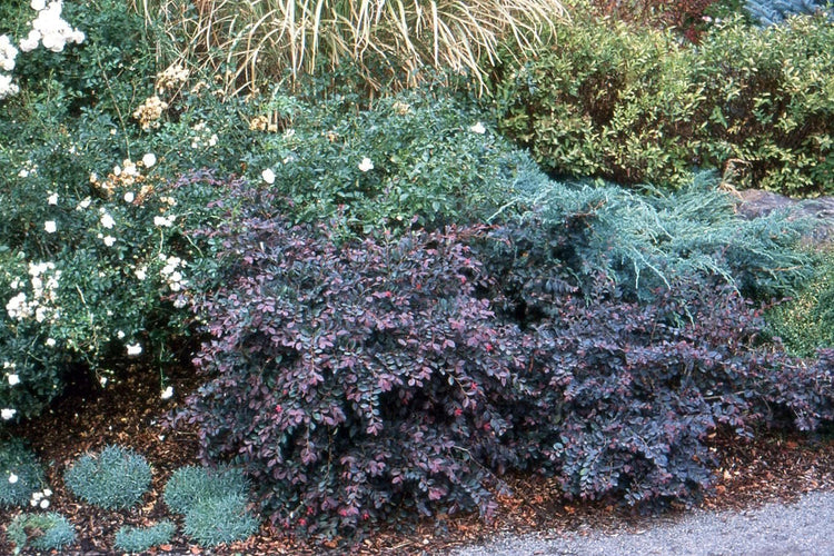 Loropetalum Plum Delight | Extra Large 3 Gallon Plant | Loropetalum Chinense VAR. Rubrum | Lush Landscaping | Garden Accent