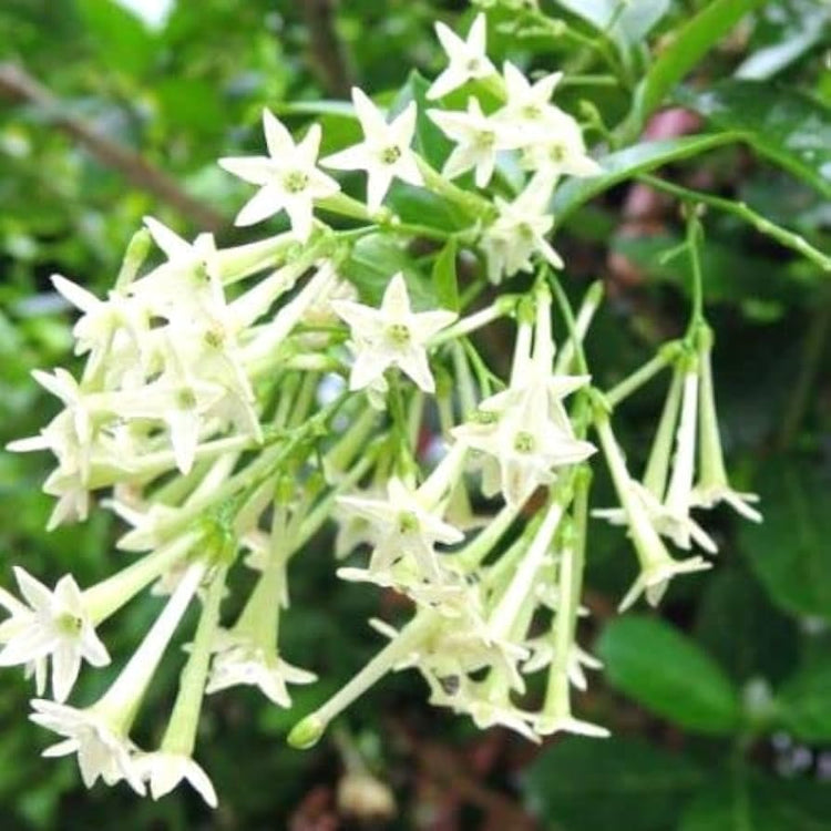 Night Blooming Jasmine | Extra Large 3 Gallon Plant | Cestrum nocturnum | Heavenly Scented Shrub | Ideal for Evening Gardens