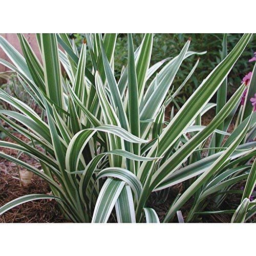 Flax Lily | Variegated Dianella Tasmanica Variegata | Live Plants | Evergreen Shade Loving Grass