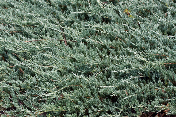 Juniper Bar Harbor - 3 Live Plants - Juniperus Horizontalis - Drought Tolerant Cold Hardy Evergreen Ground Cover