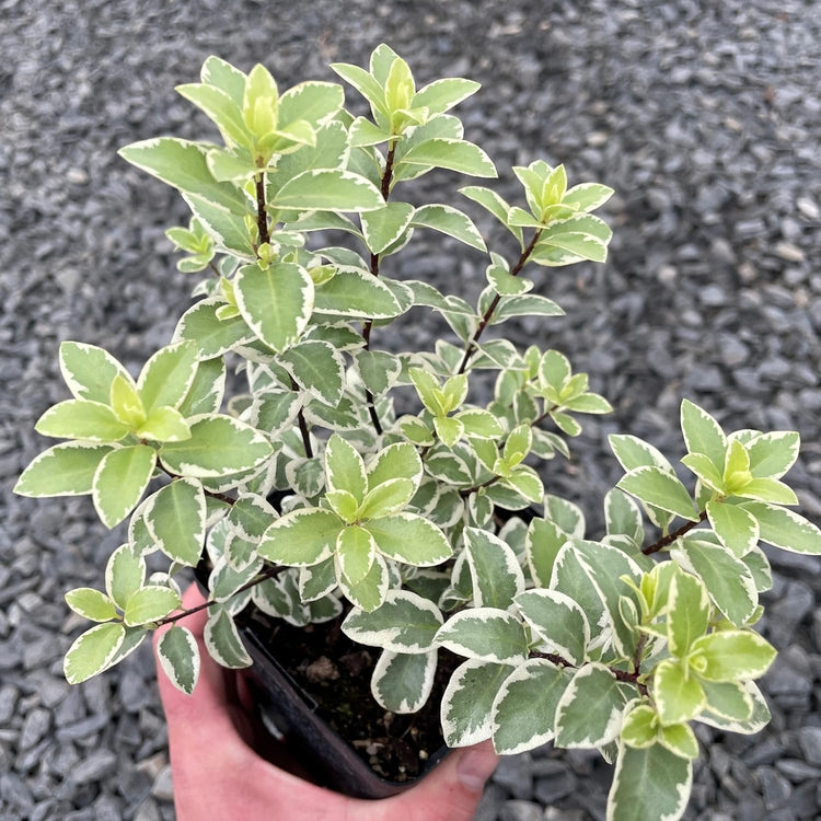 Pittosporum Variegated | Extra Large 3 Gallon Plants | Pittosporum Tobira 'Variegata' | Elegant Foliage | Low Maintenance