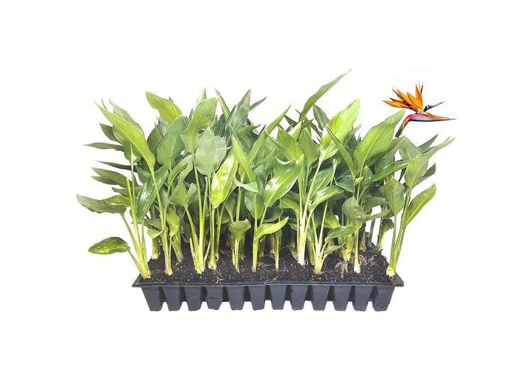 Orange Bird of Paradise | Strelitzia Reginae | Live Plants | Tropical Perennial Blooming Specimen