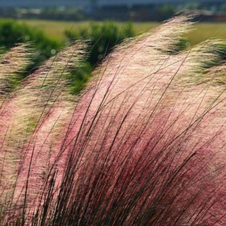 Muhly Grass | Live Quart Size Plants | Muhlenbergia capillaris | Ideal for Natural Landscaping | Easy-Care & Drought Tolerant | Beautiful Pink Plumes