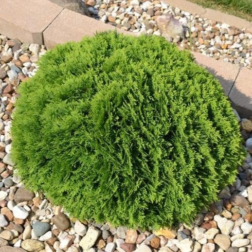 Little Giant Arborvitae | Live Gallon Size Plants | Dwarf Evergreen Shrub, Perfect for Landscaping & Privacy, Low Maintenance, Hardy & Drought Tolerant