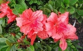 Azalea Fashion | Extra Large Gallon Plants | Vibrant, Healthy, & Blooming, Perfect for Indoor/Outdoor Decor, Easy-Care Flowering Shrub, Ideal Gift for Garden Enthusiasts