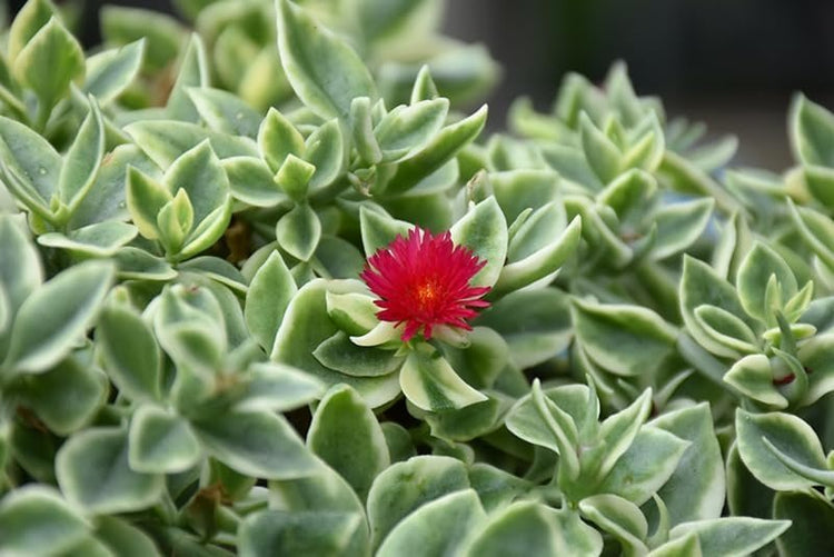 Variegated Baby Sun Rose | Live Plants | Aptenia Cordifolia Variegata | Easy Care Colorful Ground Cover | Succulent Foliage