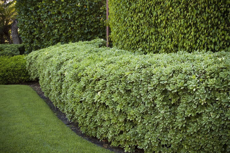 Variegated Pittosporum | Live Plants | Pittosporum Tobria Variegatum | Evergreen Border Accent Hedge Shrub