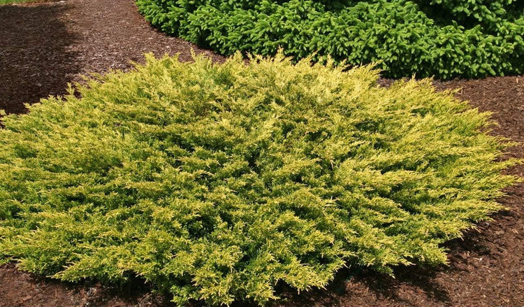 Lime Glow Juniper - Live Plants - Juniperus Horizontalis - Hardy Evergreen Ground Cover