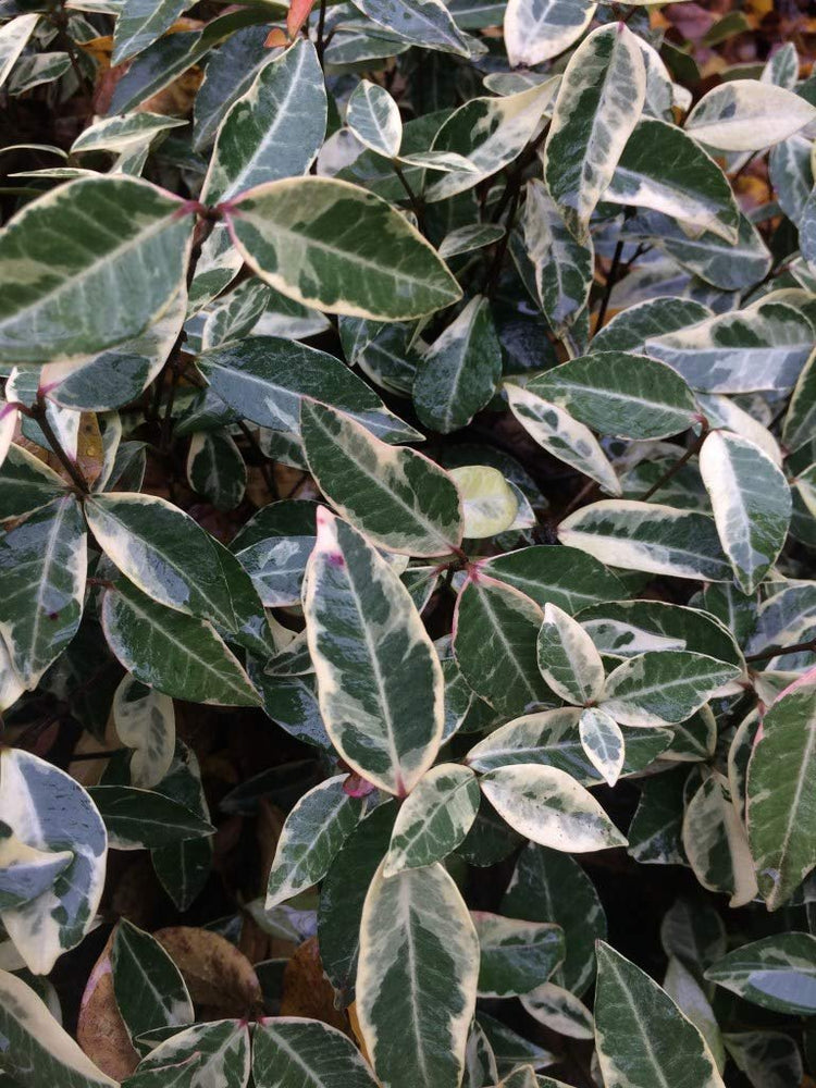 Variegated Asiatic Jasmine Minima - Live Plants - Trachelospermum Asiaticum 'variegatum' - Evergreen Groundcover