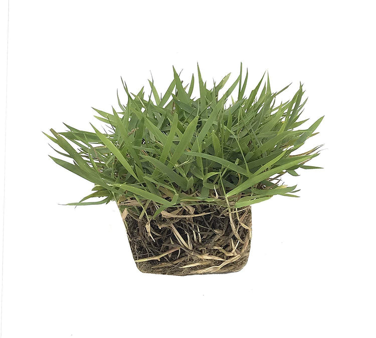 Florida Foliage Zoysia Sod Plugs - Large 3" x 3" Plugs - Count Tray - Drought, Salt & Shade Tolerant Turf Grass