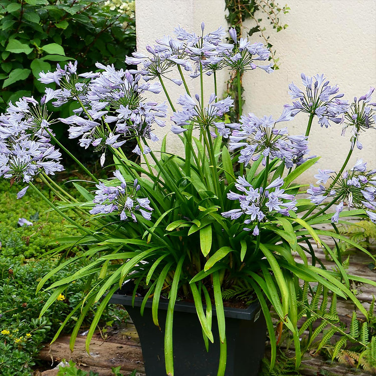 Agapanthus Africanus White | Extra Large Gallon Plants | Vibrant & Hardy Perennial, Lush, Ornamental Plant with Brilliant White Blooms, Ideal for Borders, Containers & Landscape Accents