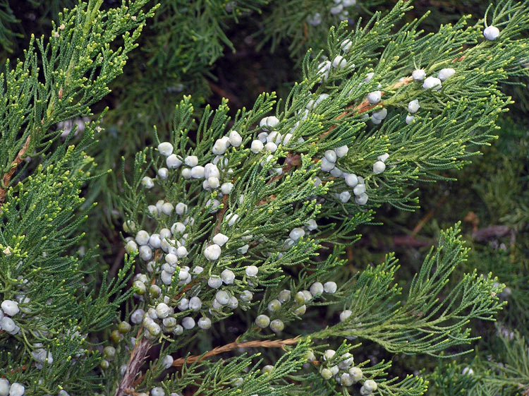 Robusta Green Juniper | Live Quart Size Trees | Juniperus Chinensis | Drought Tolerant Cold Hardy Evergreen Screening Plants