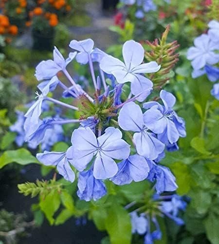 Plumbago Imperial Blue Plants | Live Seedlings | Plumbago Auriculata | Perfect for Bright Garden Displays | Hardy & Low Maintenance