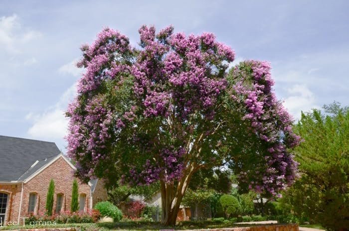 Crape Myrtle Twilight | Live Plants | Deep Purple Blooms, Premium Live Plant, Ornamental Garden Centerpiece for Stunning Seasonal Displays