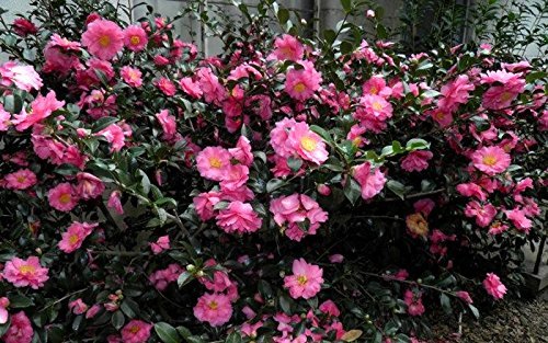 Camellia Sasanqua Shi-Shi I Extra Large Gallon Plants | Pink Flowering Live Plant for Outdoor & Indoor Gardens, Compact Elegant Flowering Shrub for Vibrant Landscaping