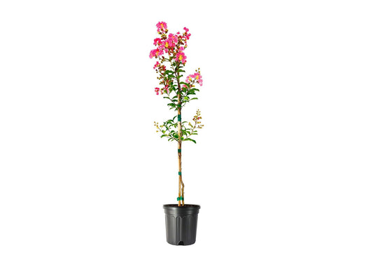 Crape Myrtle Tuscarora Plant | Large Gallon Size Pots | Lagerstroemia Indica | Ornamental Flowering Tree | Pink Blooms Garden Plants