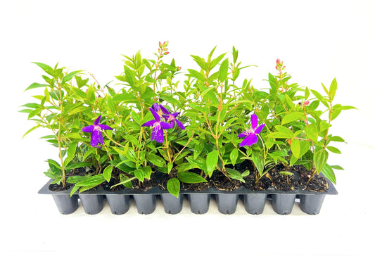 Tibouchina Dwarf Princess Flower I Live Plants I Lepidotal Compact Size, Eye-Catching Purple Blooms, Heat-Tolerant, Ideal for Small Gardens and Containers