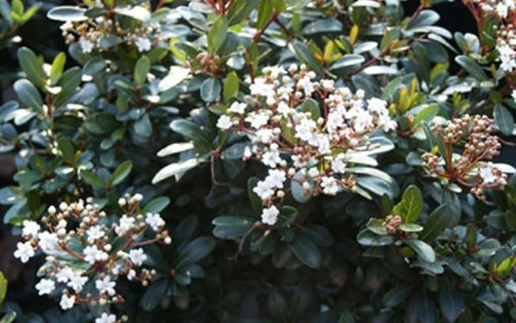 Viburnum Walter's Whorled Class | Extra Large Gallon Plants | Viburnum Obovatum 'Walters Whorled Class' | Landscape Accent | Hardy Shrub