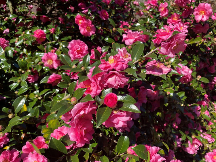 Camellia Sasanqua Shi-Shi I Extra Large Gallon Plants | Pink Flowering Live Plant for Outdoor & Indoor Gardens, Compact Elegant Flowering Shrub for Vibrant Landscaping