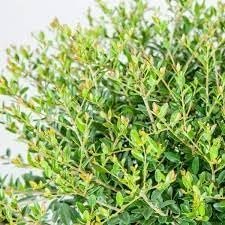 Dwarf Yaupon Schilling Holly | Extra Large 3 Gallon Plants | Ilex vomitoria 'Schillings' | Vibrant Evergreen Shrub | Perfect for Landscaping