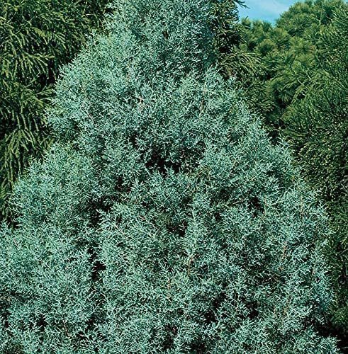 Carolina Sapphire Cypress Tree | Live Plants | Beautiful Evergreen Low Maintenance Cold Hardy Privacy Screen