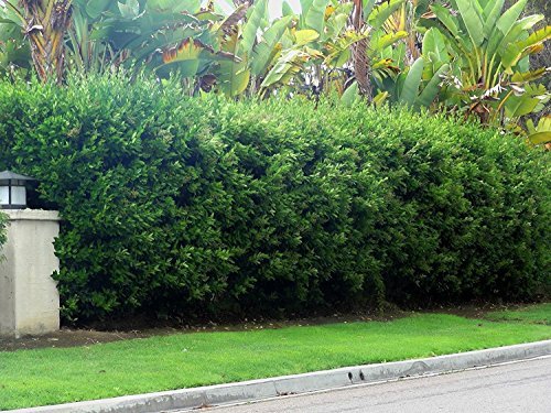 Ligustrum Waxleaf Privet - Live Plants 2" Pot Size - Evergreen Privacy Hedge