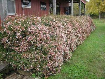 Abelia Chinensis Rose Creek - Live Plants - Flowering Deer Resistant Butterfly Attracting Shrub