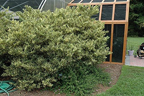 Ligustrum Japonicum Jack Frost Privet - Live Plants - Variegated Evergreen Hedge