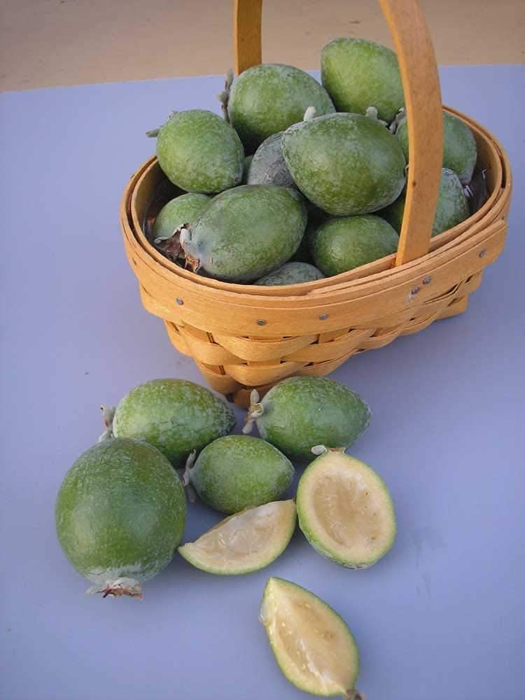 Pineapple Guava | Extra Large Gallon Plants | Feijoa Sellowiana | Edible Fruit Shrub and Fragrant Flowering Foliage