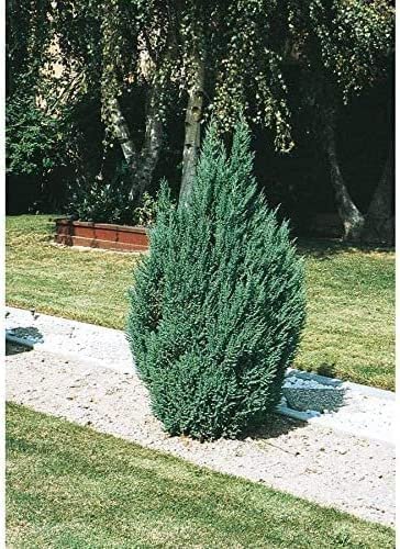 Blue Point Juniper | Size #1 Tree | Juniperus Chinensis | Drought Tolerant Low Maintenance Evergreen Plants