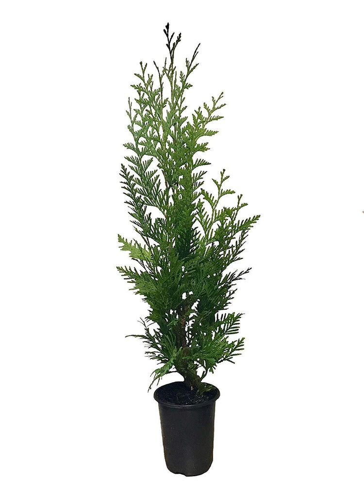 Thuja 'Green Giant' Arborvitae - Feet Tall - Live Evergreen Privacy Tree