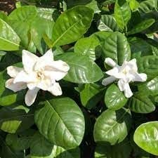 Gardenia Belmont | Extra Large Gallon Plants | Gardenia Augusta 'Belmont' | Lush Blooming | Evergreen Elegance